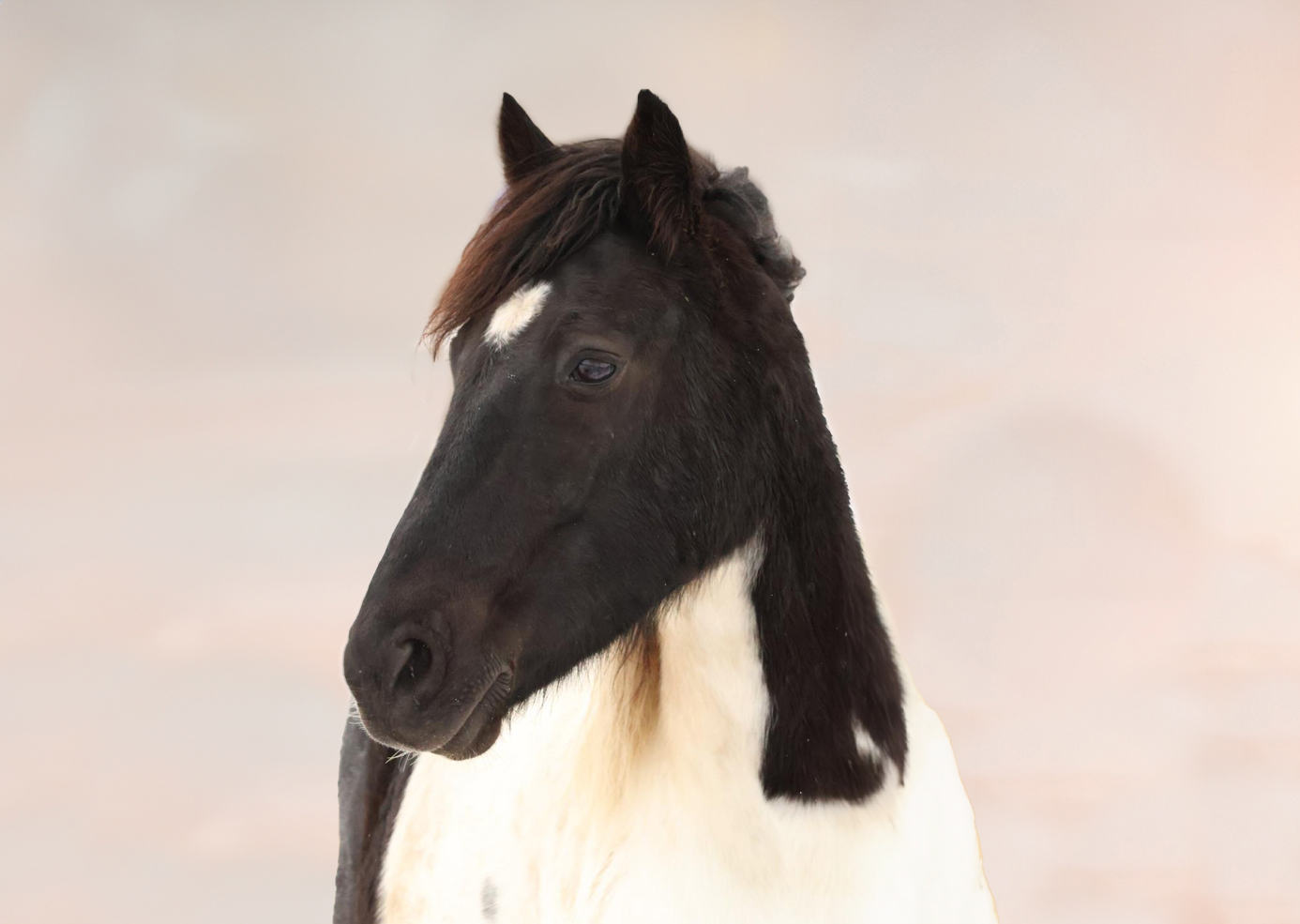 Paardencoaching